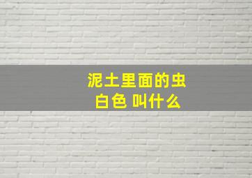 泥土里面的虫 白色 叫什么